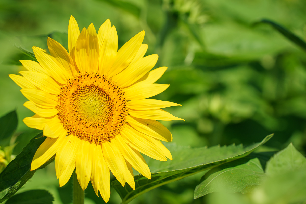 ひまわりの写真