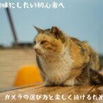 写真を趣味にしたい初心者へ｜カメラの選び方と楽しく続けるためのヒント