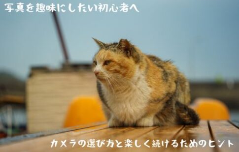 猫の写真のアイキャッチ