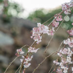 枝垂れ桜と玉ボケの写真