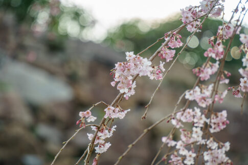 枝垂れ桜と玉ボケの写真