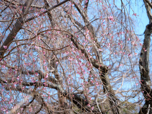 枝垂れ桜
