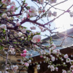雨に濡れた花桃