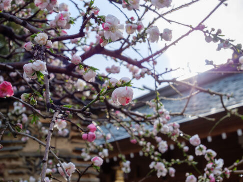 雨に濡れた花桃