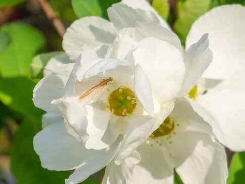 リキュウバイとクサカゲロウ