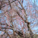 枝垂れ桜